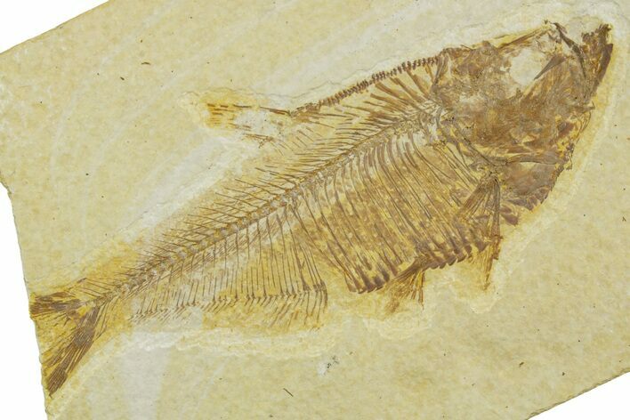 Bargain, Fossil Fish (Diplomystus) - Wyoming #369437